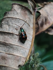 Diabrotica speciosa