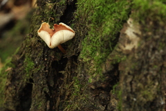 Rhodocollybia prolixa