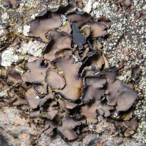 Petalled Rocktripe Lichen