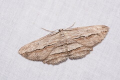 Euphronarcha luxaria