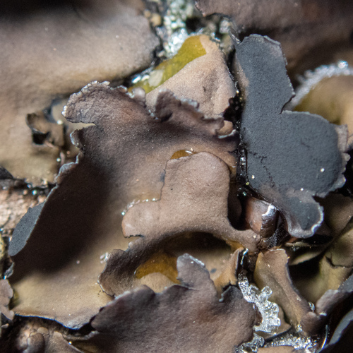 Petalled Rocktripe Lichen