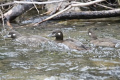 Histrionicus histrionicus