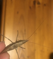 Pyrgocorypha uncinata