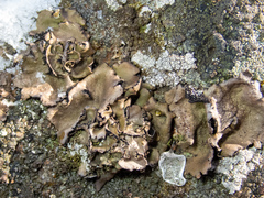 Umbilicaria polyrrhiza