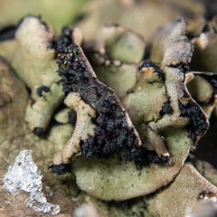 Umbilicaria polyrrhiza