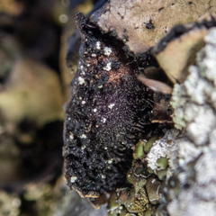 Umbilicaria polyrrhiza