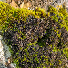 Scytinium lichenoides