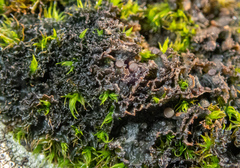 Scytinium lichenoides