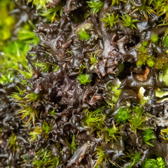 Scytinium palmatum