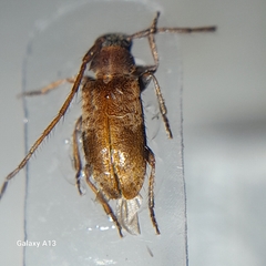 Exocentrus lusitanus