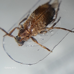 Exocentrus lusitanus