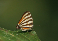 Arawacus lincoides