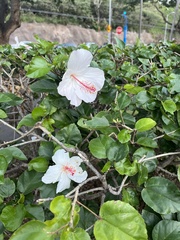 Hibiscus arnottianus