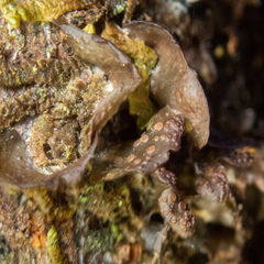 Scytinium polycarpum