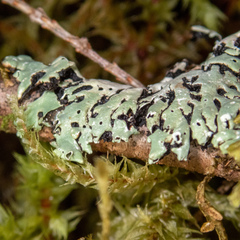 Menegazzia