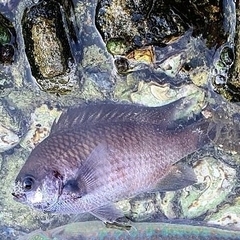 Chromis notata