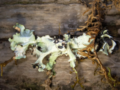 Cetrelia cetrarioides