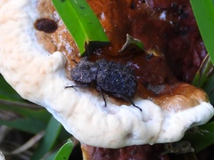 Bolitotherus cornutus
