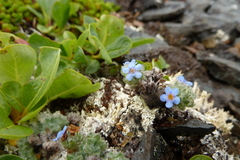 Myosotis asiatica