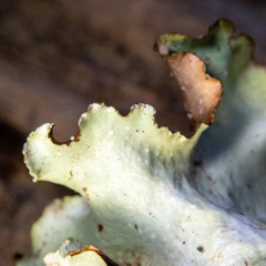 Cetrelia cetrarioides