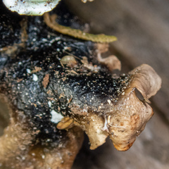 Cetrelia cetrarioides