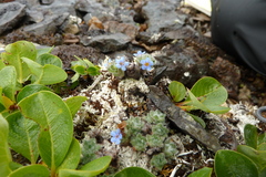 Myosotis asiatica