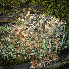 Peltigera pacifica