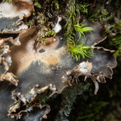 Peltigera pacifica