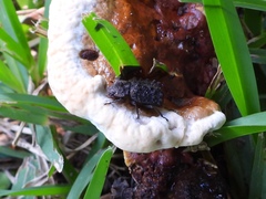 Bolitotherus cornutus