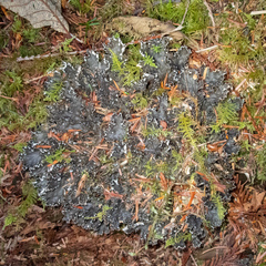Peltigera pacifica