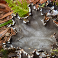 Peltigera pacifica