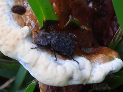 Bolitotherus cornutus
