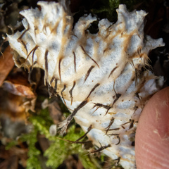 Peltigera pacifica