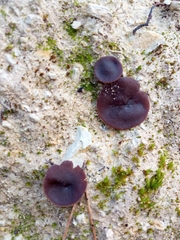 Geoscypha violacea