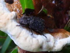Bolitotherus cornutus