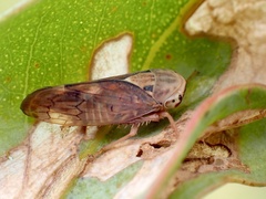 Brunotartessus fulvus