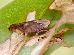 Brunotartessus fulvus