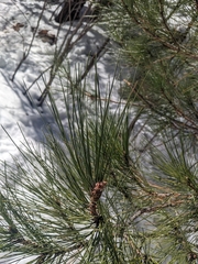 Pinus arizonica