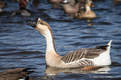 Anser cygnoides