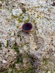 Geoscypha violacea
