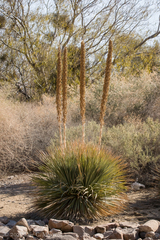 Yucca angustissima