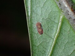 Cicadellidae