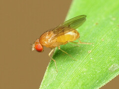 Drosophila