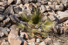 Washingtonia filifera
