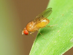 Drosophila