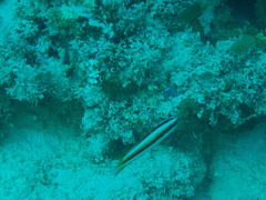 Thalassoma amblycephalus
