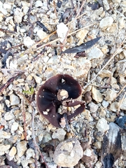 Geoscypha violacea
