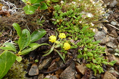Bupleurum americanum