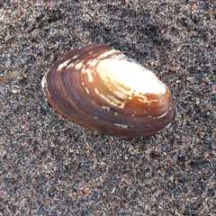 Psammobiidae