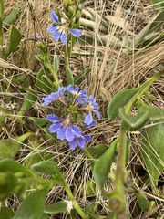 Scaevola calendulacea
